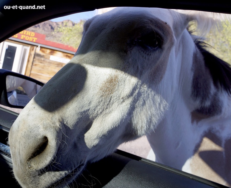 mule dans la voiture à oatman, arizona
