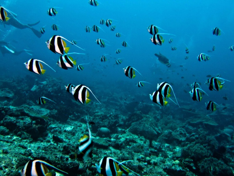 Plongée sous-marine à Bali