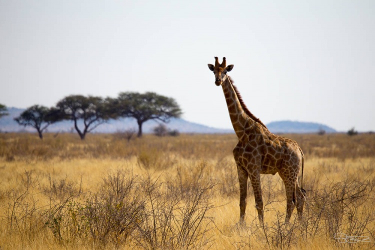 Girafe qui marche seule dans le parc de Etosha en Namibie pendant un safari (crédit photo)