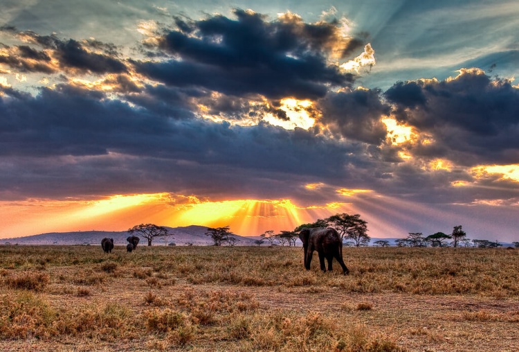 safari en afrique en tanzanie : parc serengeti
