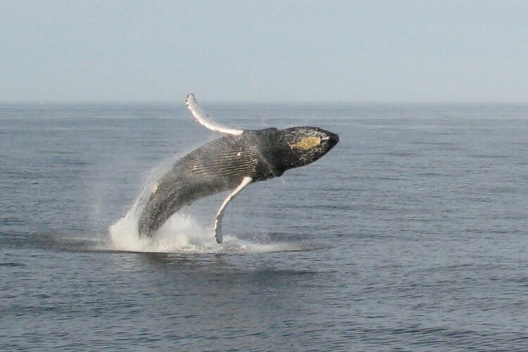 observation-baleine