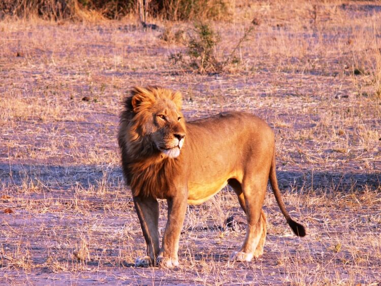 animaux-lion-kruger-afrique-du-sud