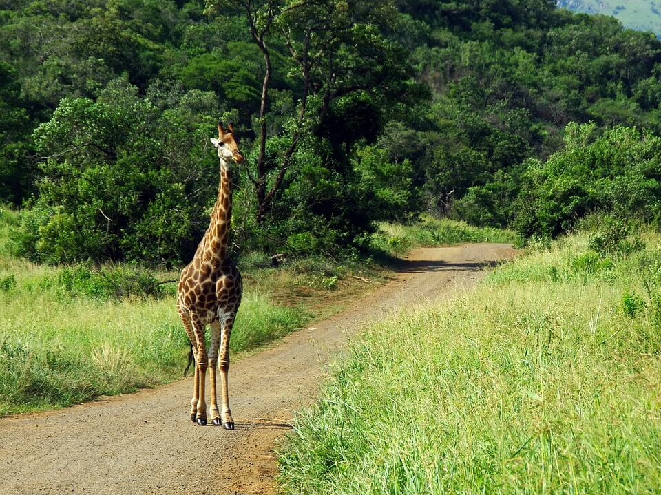 Faire un Safari en Afrique-du-Sud : tout ce vous devez savoir