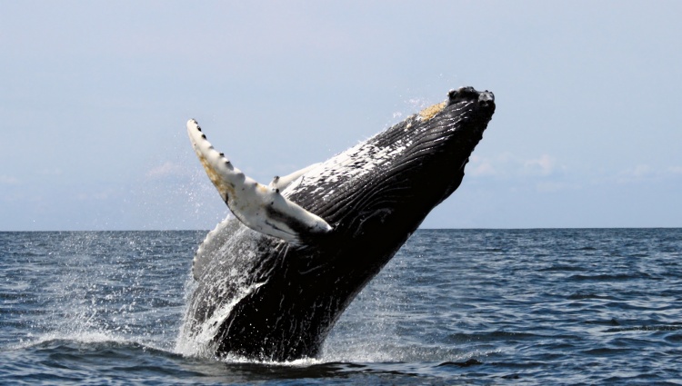 Observation de Baleine à Bosse en République Dominicaine