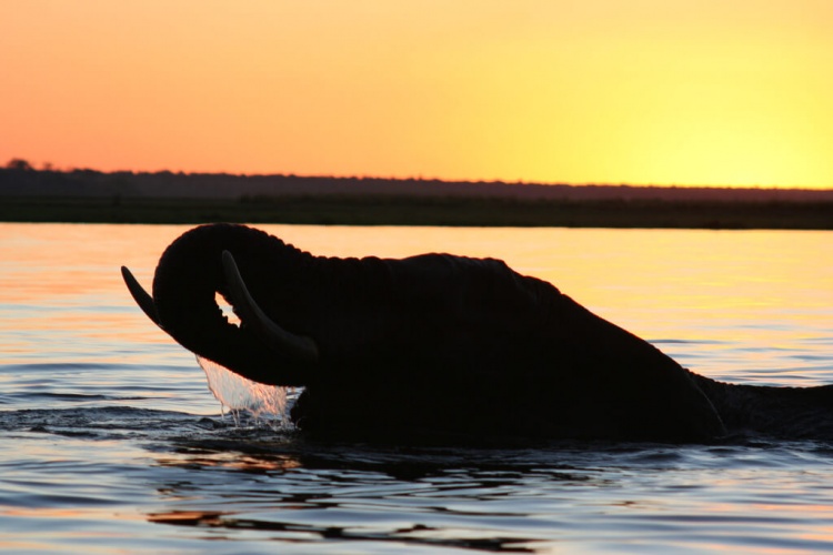 Un éléphant mâle nage dans la rivière Chobe au Botswana au lever du jour. (Crédit)