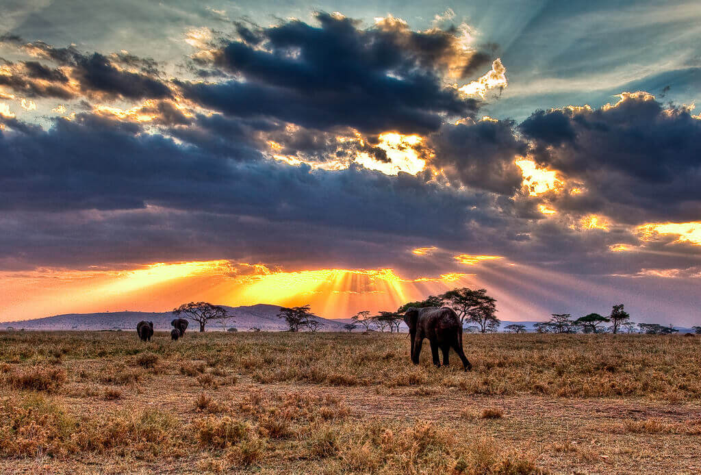 voyage safari en afrique