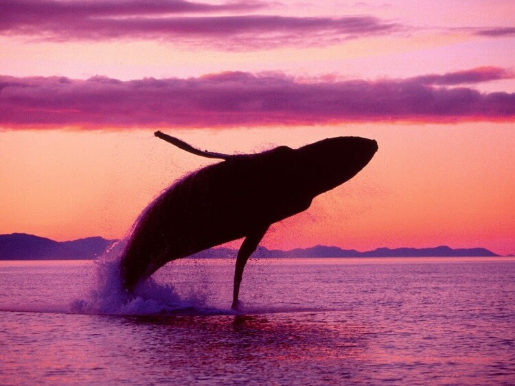 baleine-coucher-soleil
