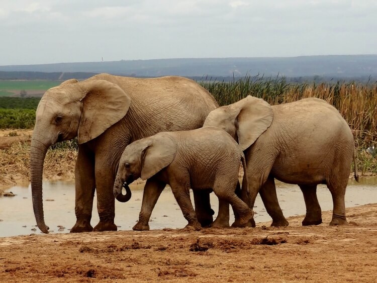 afrique-du-sud-elephants