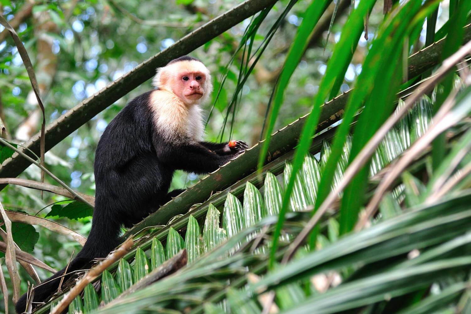 A la découverte de la réserve de Monteverde au Costa Rica