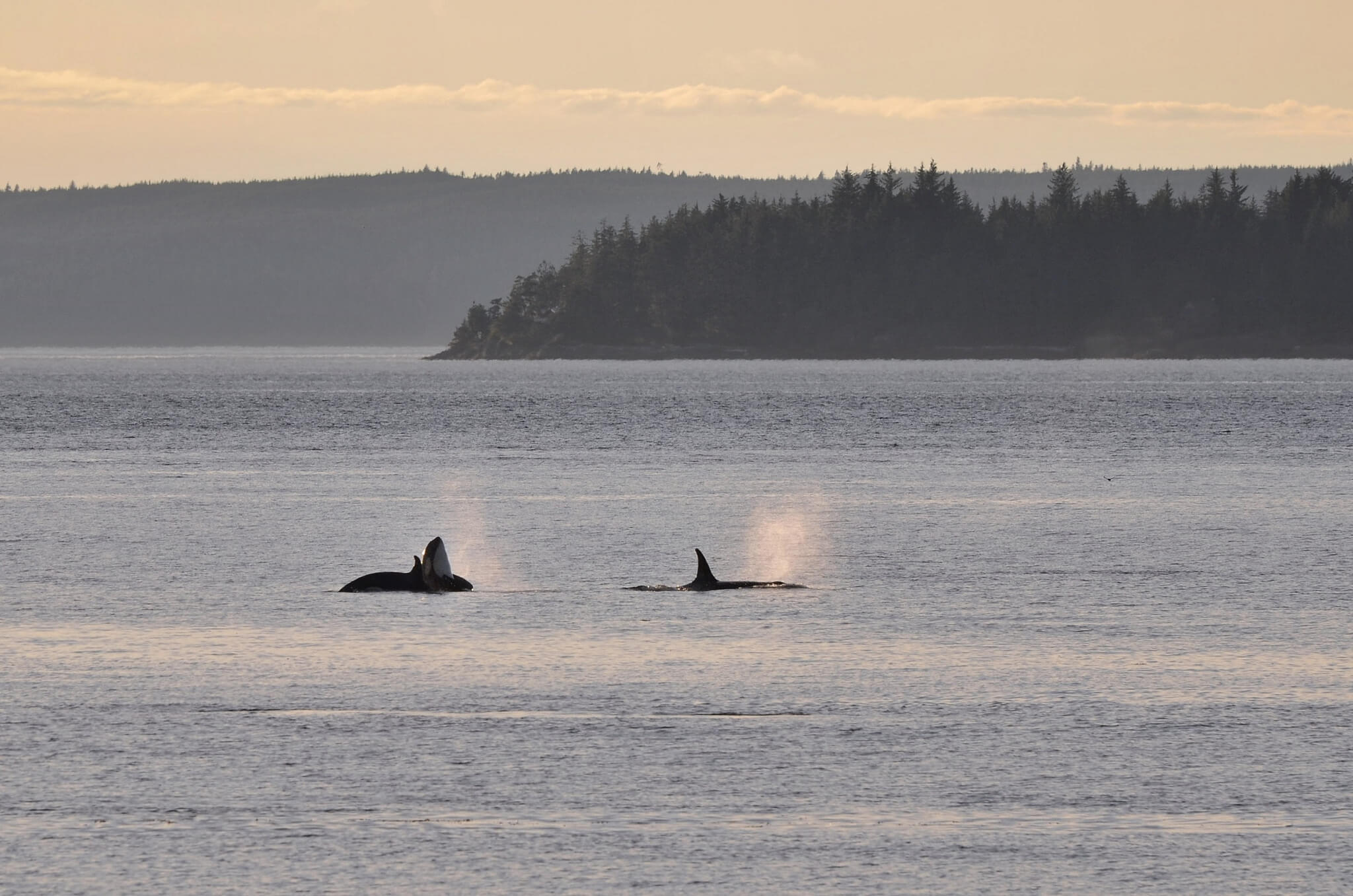 Où et Quand Voir des Orques dans Leur Milieu Naturel