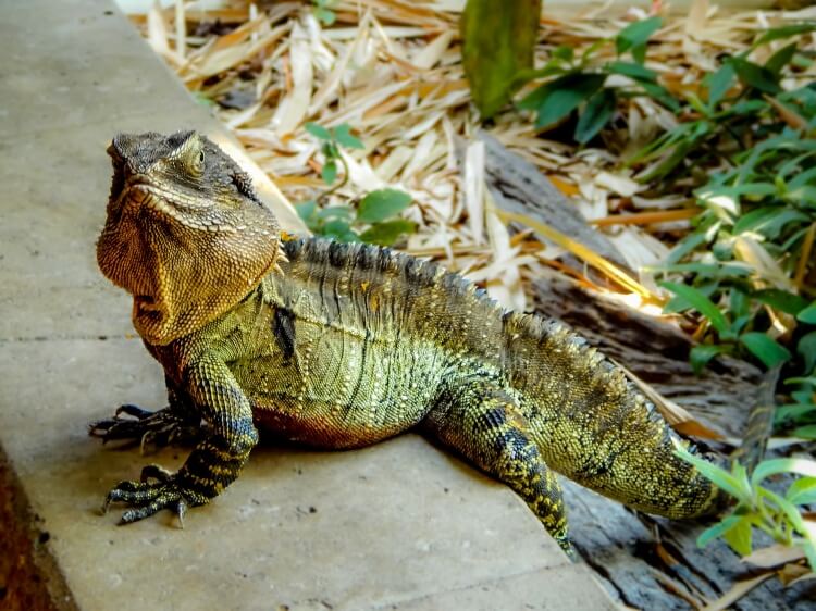 Un lézard en Australie