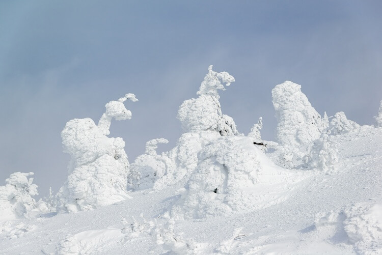 Arbres recouverts de neige