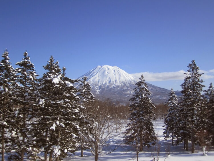 Sapins et mont Yotei