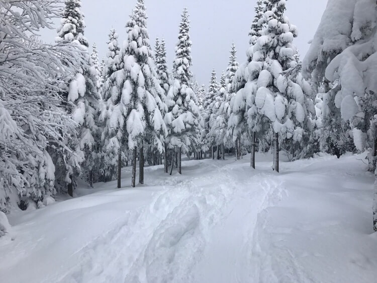 Piste de ski à travers les arbres
