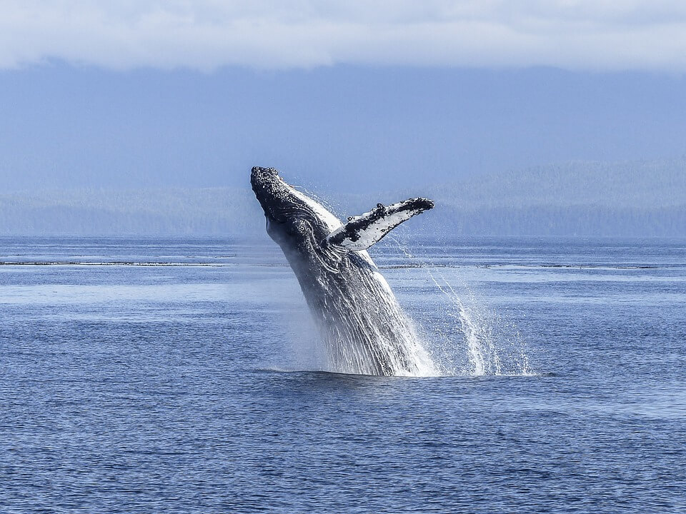 baleine au canada