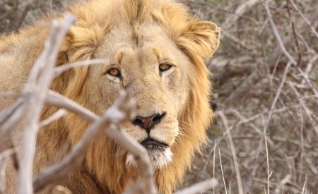 Faire un Safari en Afrique-du-Sud : tout ce vous devez savoir
