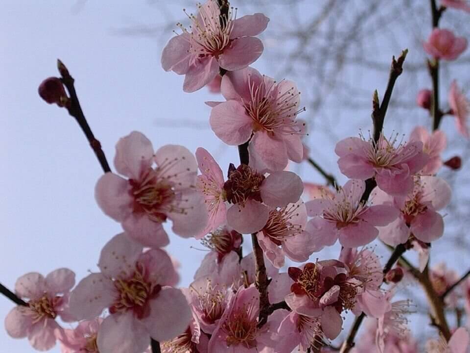 Où et quand aller voir les cerisiers en fleur au Japon : les 10 spots incontournables et les endroits moins connus