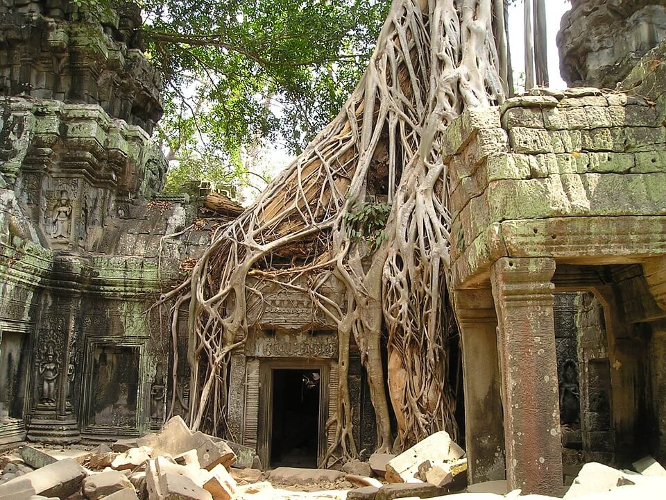 racines des arbres recouvrant les ruines d'Angkor