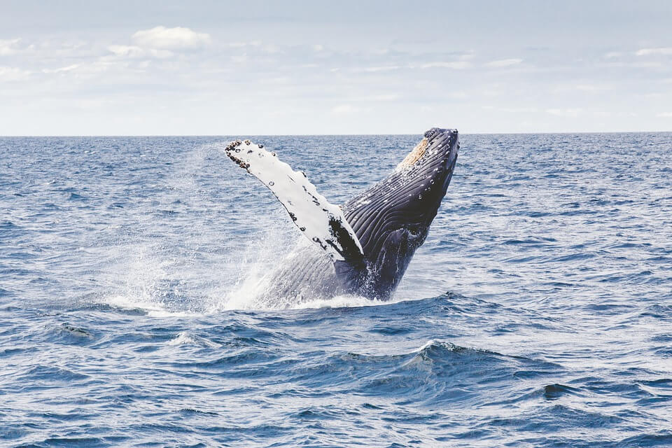 baleine dans l'eau animaux nouvelle zelande