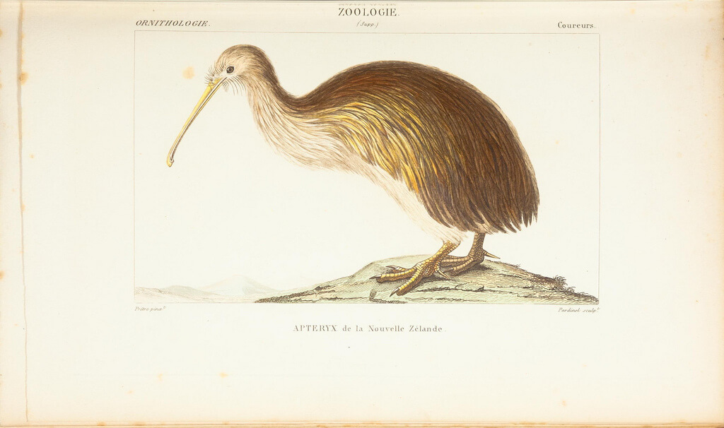 kiwi animaux nouvelle zelande