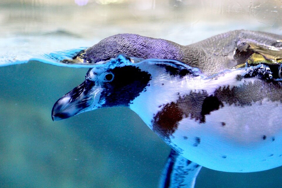 manchot bleu dans l'eau animaux nouvelle zelande