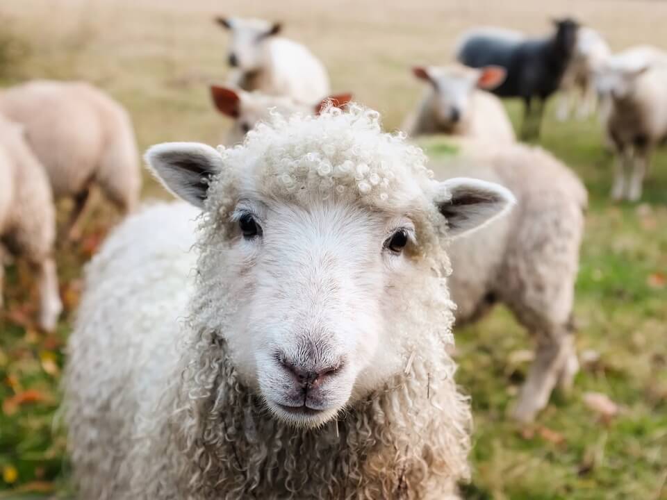 mouton animaux nouvelle zelande