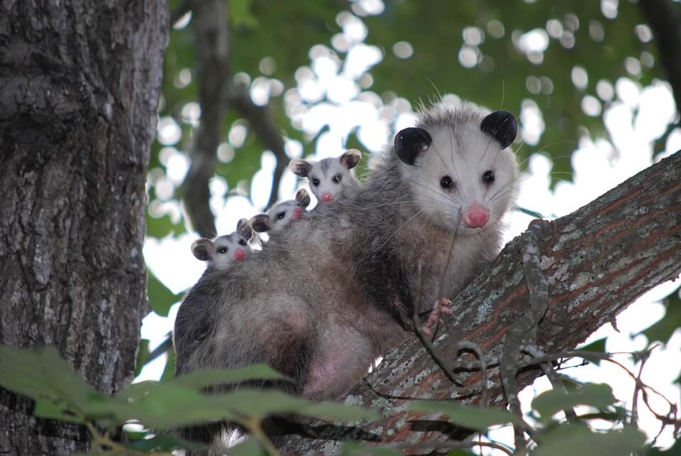 possum animaux nouvelle zelande