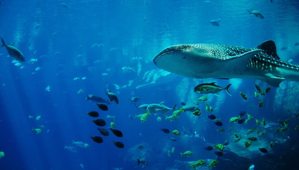 mer et requin animaux nouvelle zelande