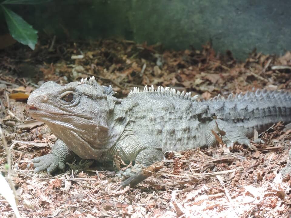 tuatara animaux nouvelle zelande