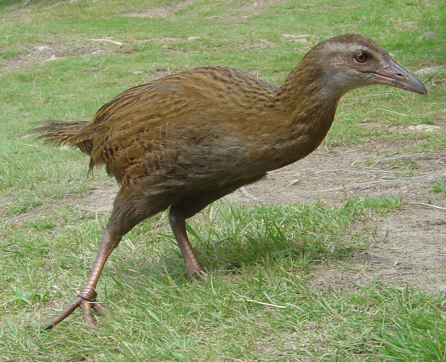 oiseau weka animaux nouvelle zelande