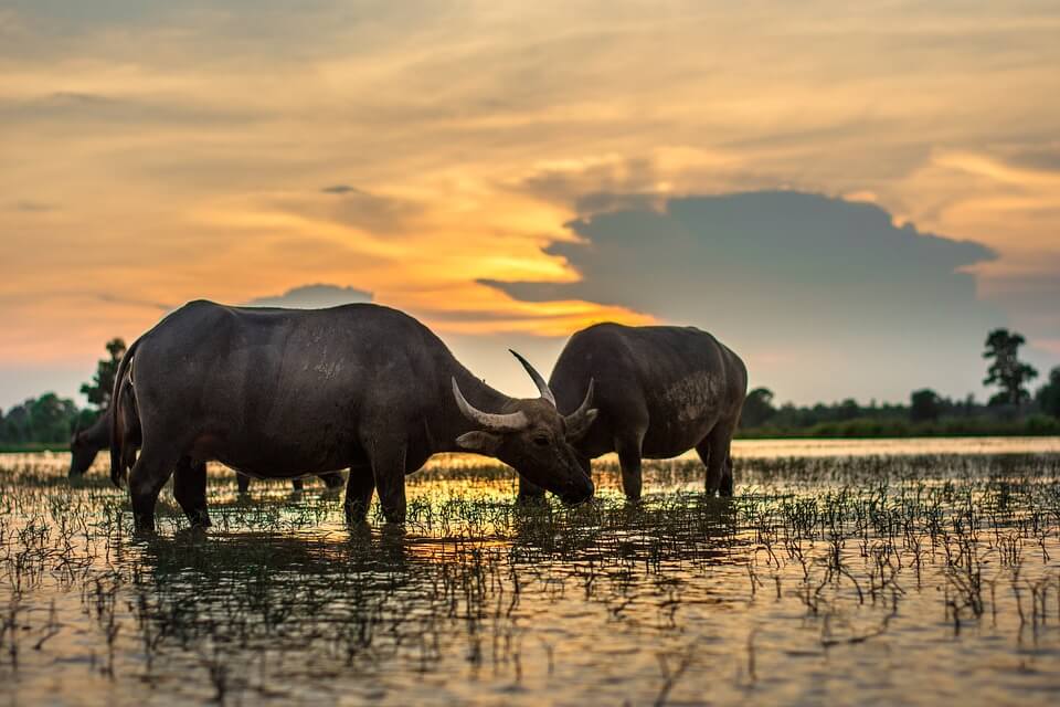 safari au sri lanka