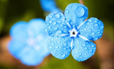 fleur sous la pluie, saison des pluies aux philippines