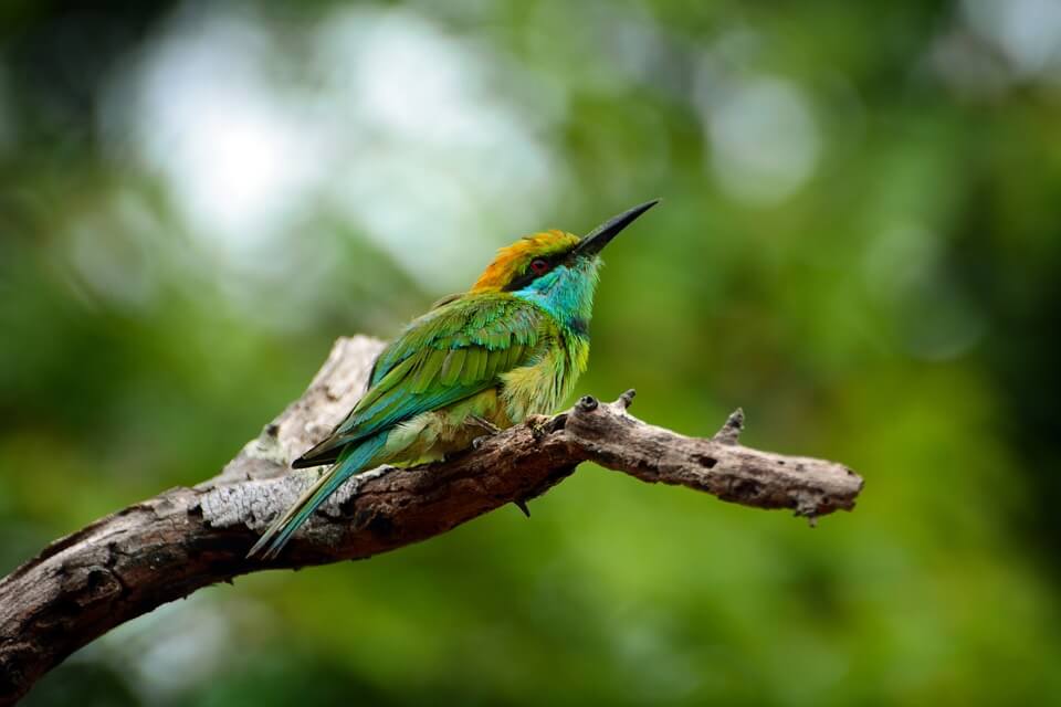 oiseau sri lanka 