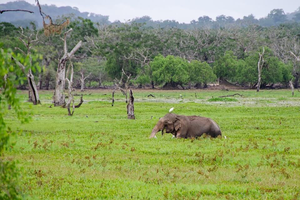 éléphant safari au sri lanka