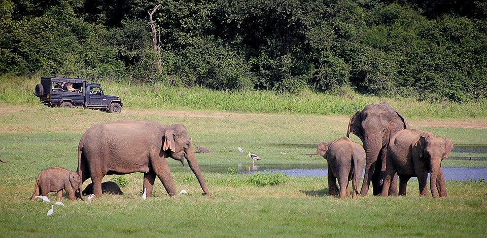 safari et jeep 