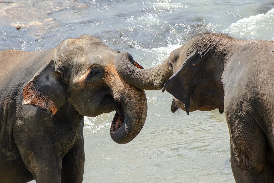 elephants safari au Sri Lanka