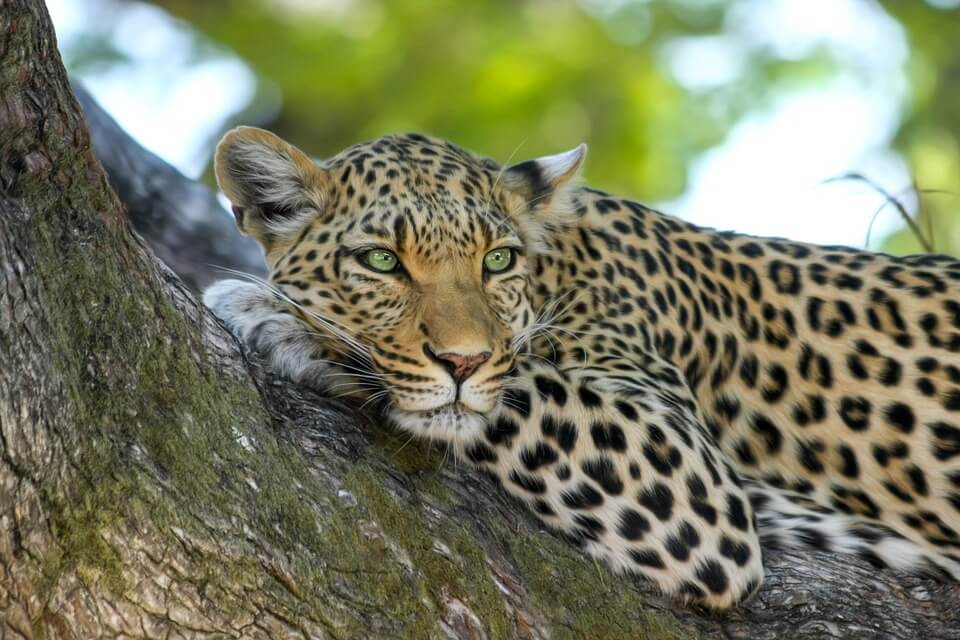 safari au sri lanka leopards