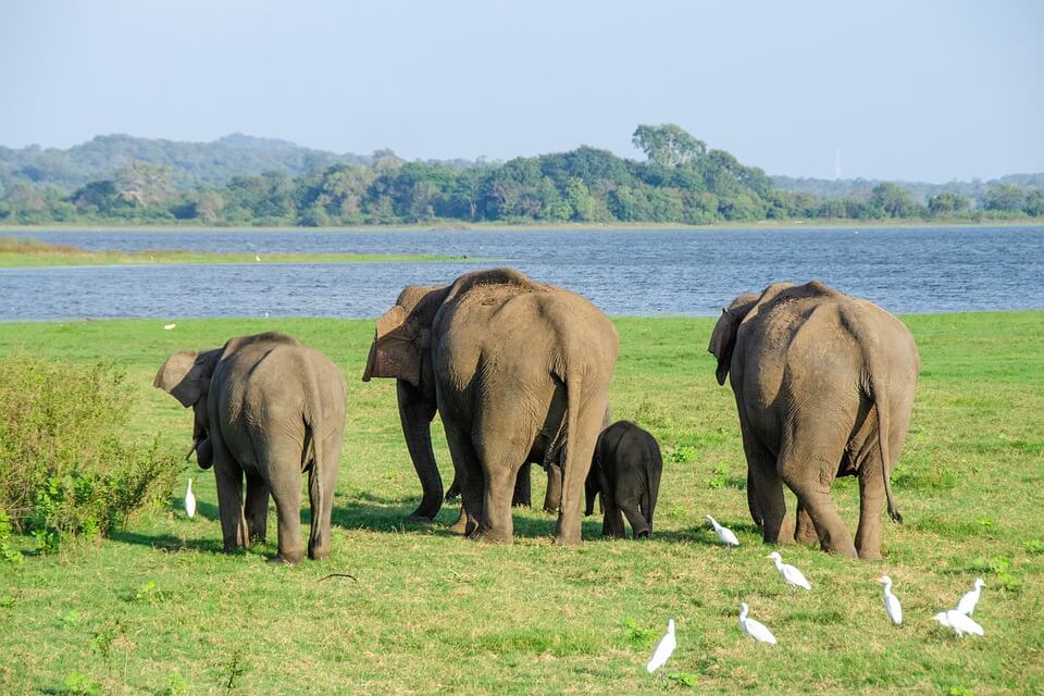 safari au sri lanka