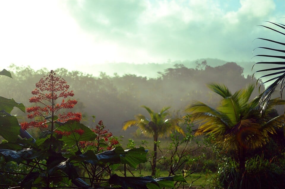 saison des pluies en guyane