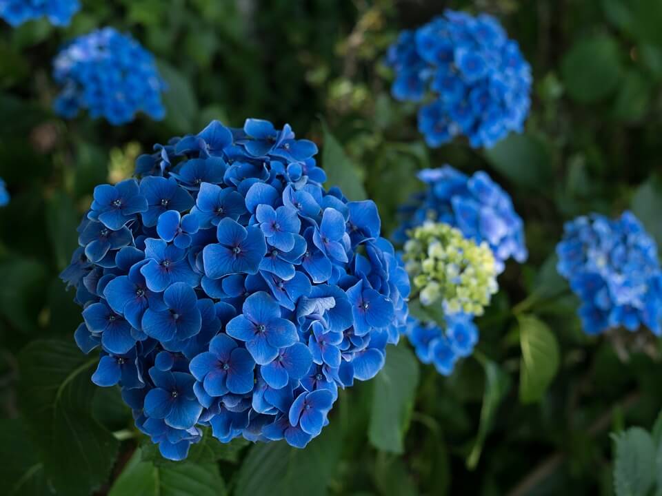 hortensia bleue fleurie au japon saison des pluies