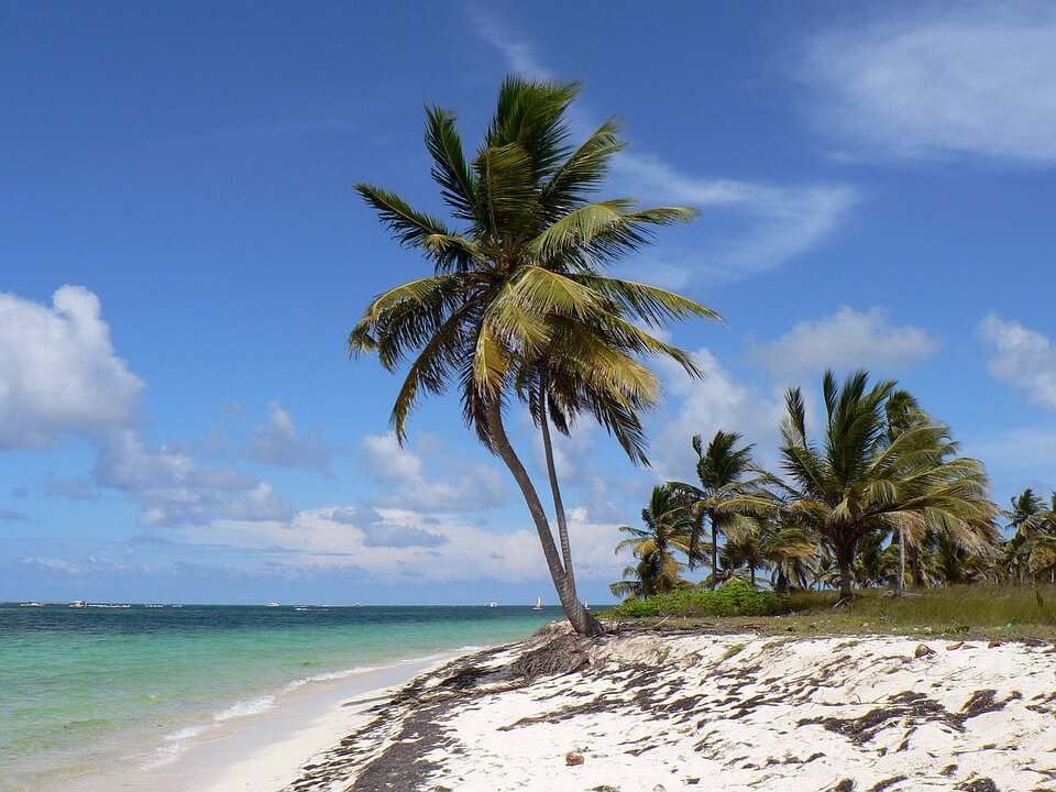 climat à punta cana, palmier plage eau turquoise