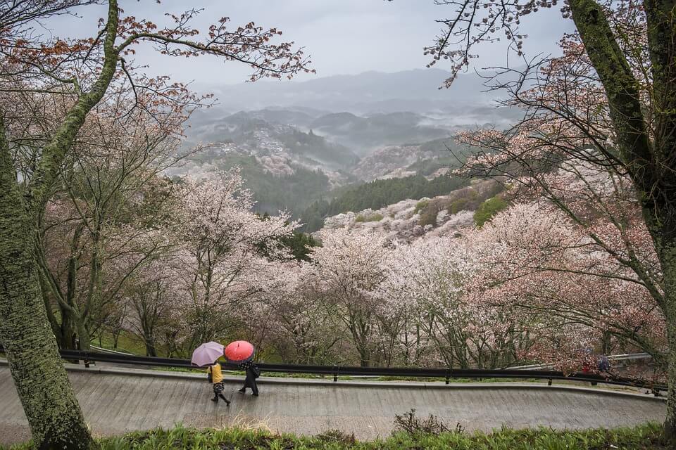 japonais parapluie paysage montagne saison des pluies japon