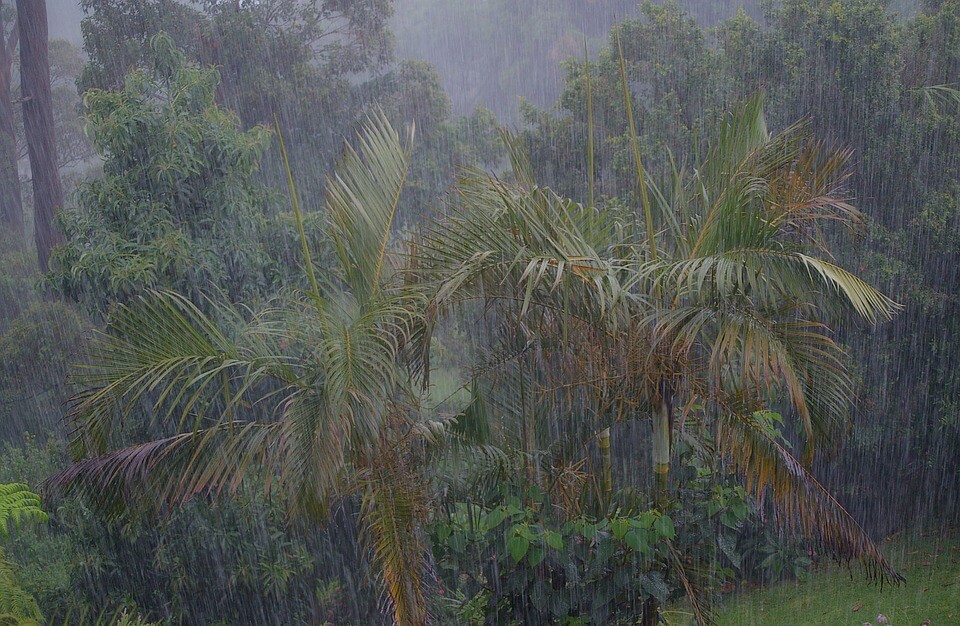 saison des pluies à l'île maurice, palmiers pluie torentielle