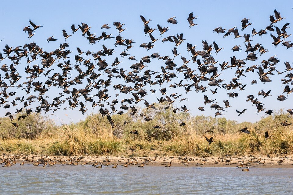 oiseaux nombreux saison des pluies au Sénégal 