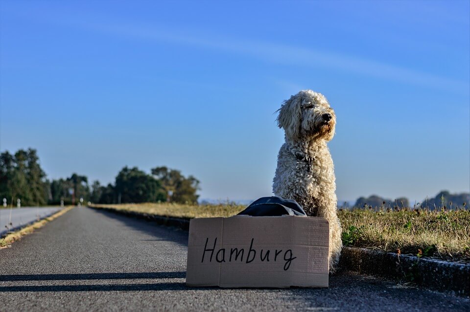 chien qui fait du stop voyager à l'étranger avec son chien