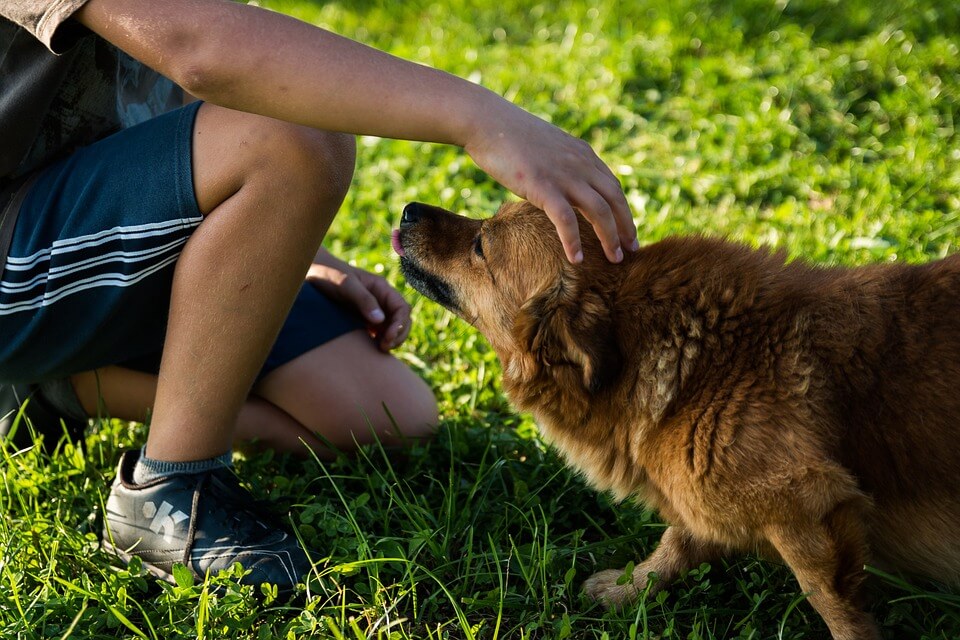 maitre et chien caresse jeu