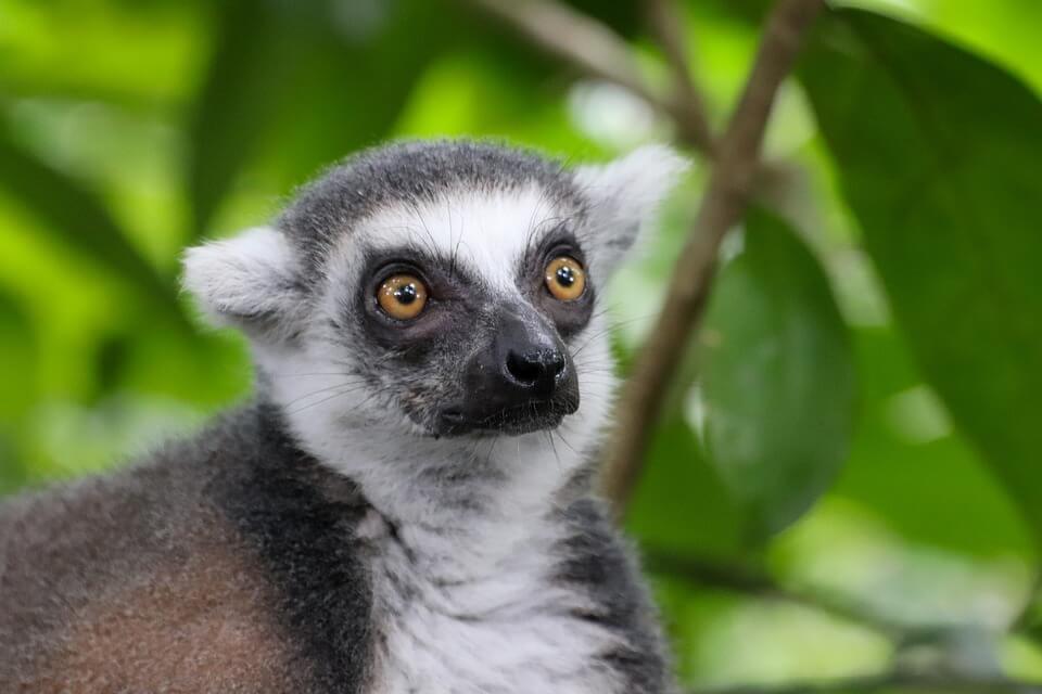 lémuriens madagascar