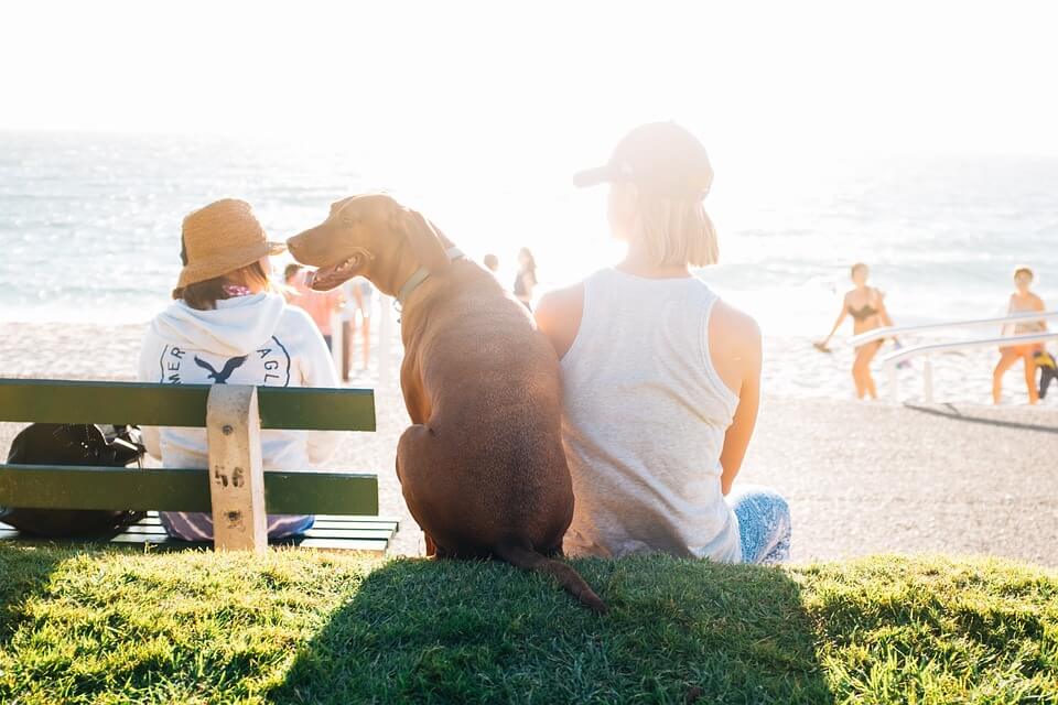 plage voyager à l'étranger avec son chien