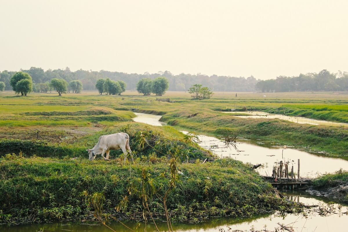 paysages birmanie animal