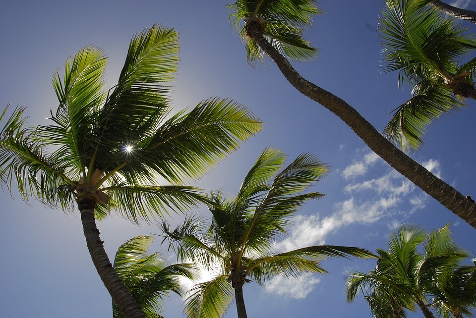 république dominicaine ou cuba cocotiers